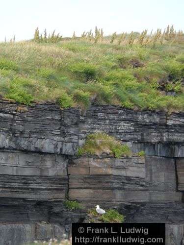 Around Downpatrick Head